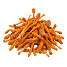 Cordyceps Extract