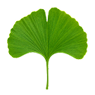 Ginkgo Leaf
